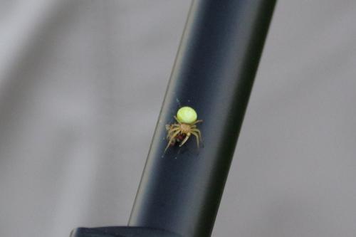 Araniella sp.